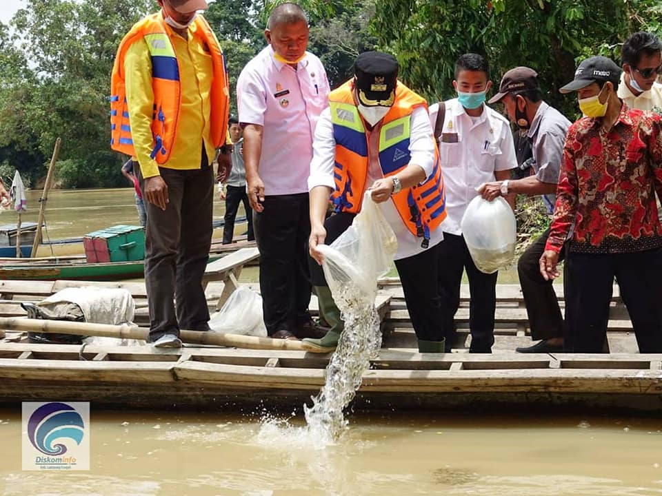 Bupati Lampung Tengah Musa Ahmad Tabur 10.000 Benih Ikan Nila Di Kali Way Seputih
