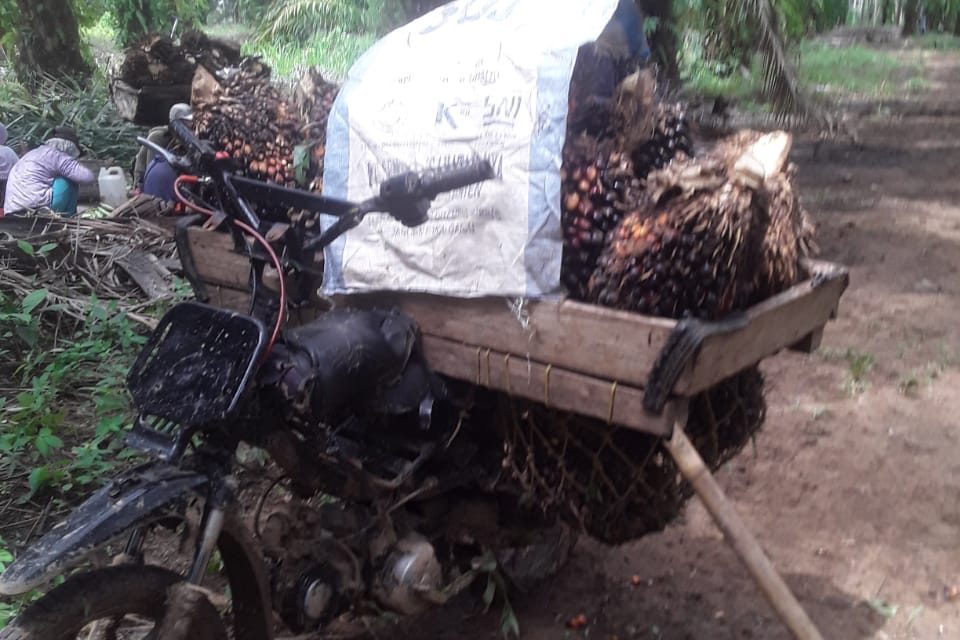 Babak Baru Persengketaan Tanah Di Pesisir Barat